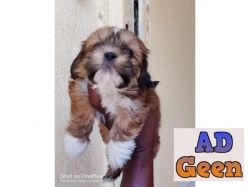 Lhasa apso Puppies for sale
